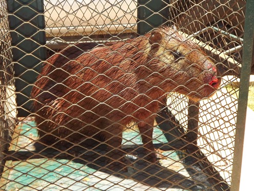 capivara