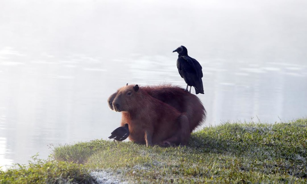 capivara