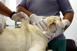 Porto Alegre, RS, 27/02/2009. SMS vai implantar chips de identificação nos cães que forem doados pelo canil municipal. Foto: Ricardo Stricher / PMPA Fotos de Divulgação Assessoria de Comunicação Prefeitura de Porto Alegre