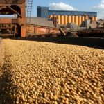 Soja impulsiona crescimento nas exportações de Ponta Grossa