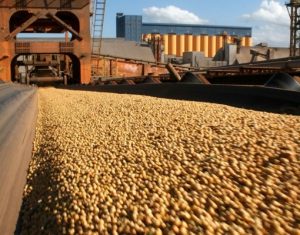 Soja impulsiona crescimento nas exportações de Ponta Grossa 